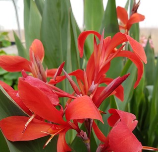 Canna-glauca-Endeavour 2 Canna-glauca-Endeavour 2
