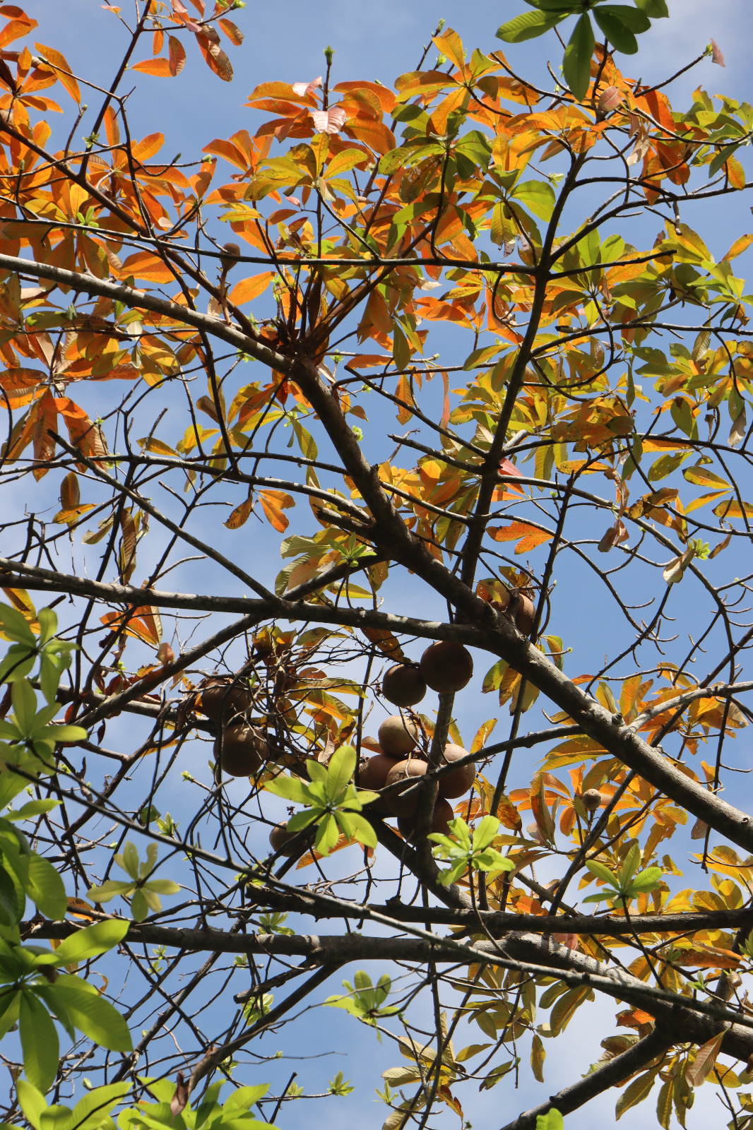 La CACL dans le top 10 mondial du City nature challenge 2025